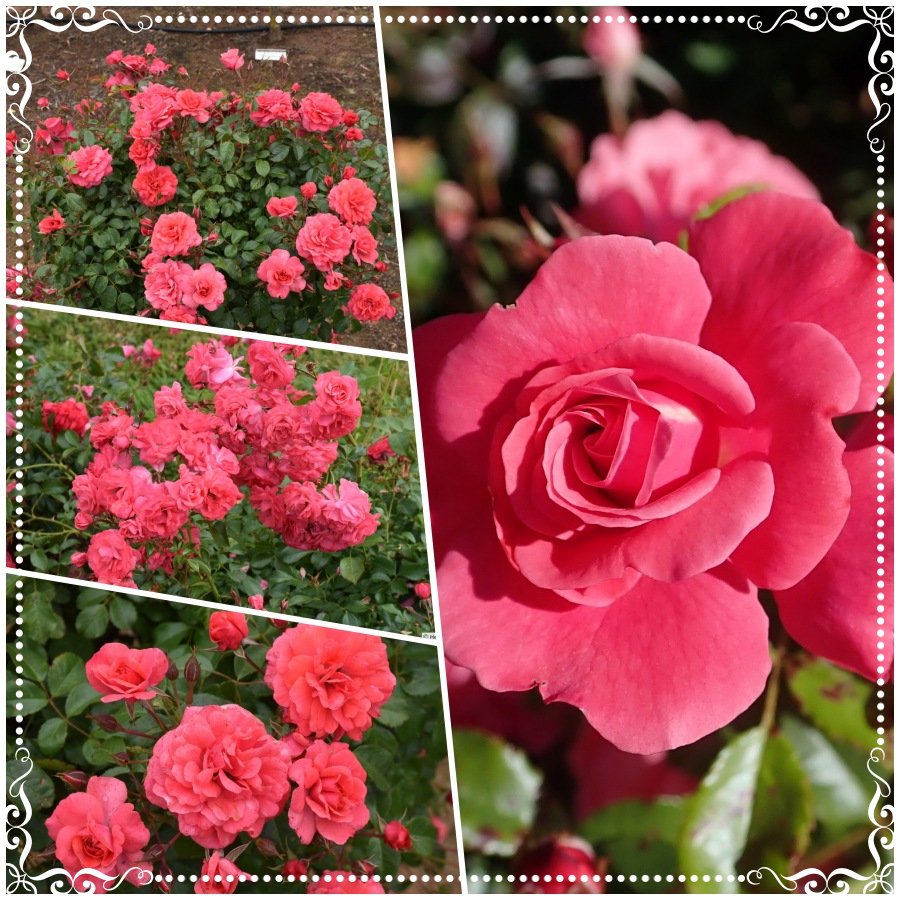 BAD BIRNBACH róża rabatowa